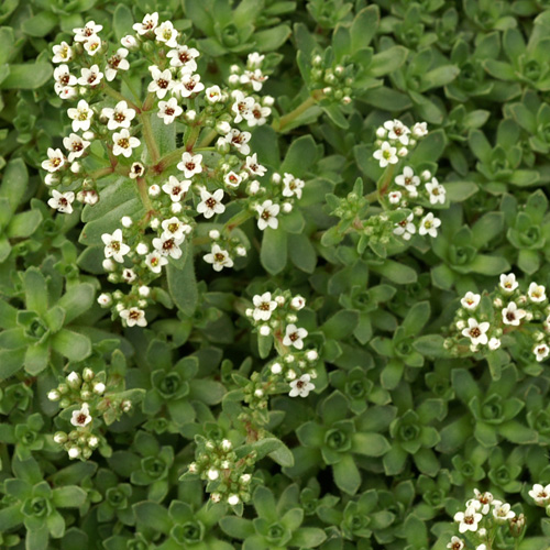 CRASSULA exilis (sedifolia) CRASSULA exilis (sedifolia)
