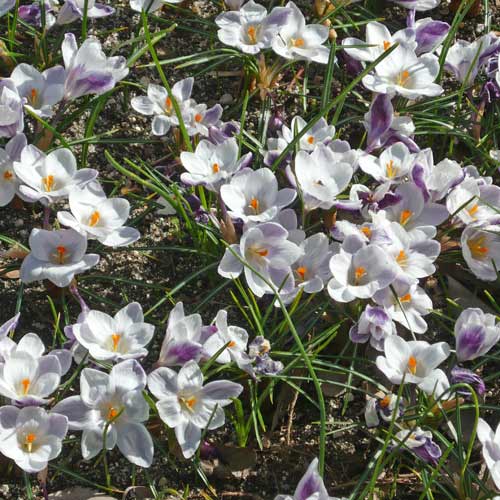 CROCUS chrysanthus (lot de 10) CROCUS chrysanthus (lot de 10)