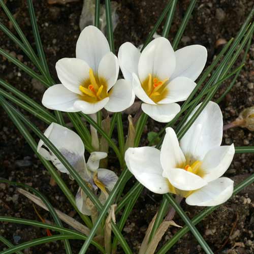 CROCUS chrysanthus (lot de 10) CROCUS chrysanthus (lot de 10)