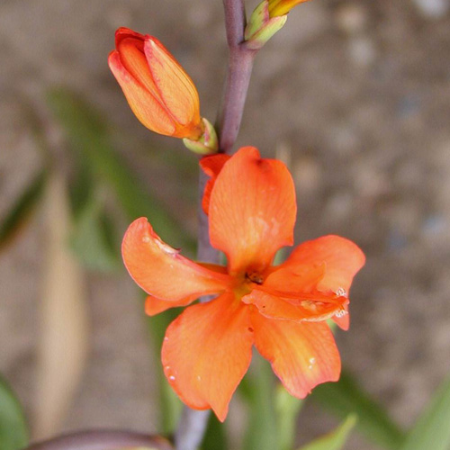 CROCOSMIA 'Clyvia' CROCOSMIA 'Clyvia'
