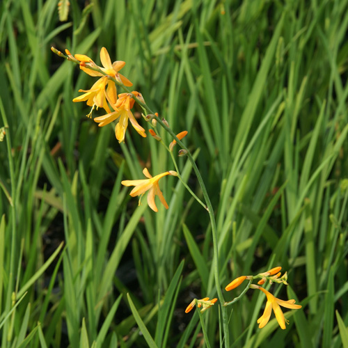 CROCOSMIA 'George Davidson' CROCOSMIA 'George Davidson'