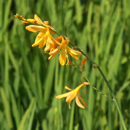 CROCOSMIA 'George Davidson' CROCOSMIA 'George Davidson'