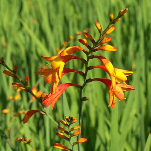 CROCOSMIA 'His Majesty' CROCOSMIA 'His Majesty'
