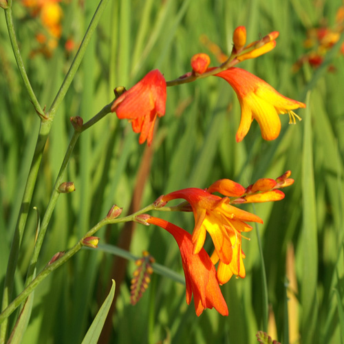 CROCOSMIA 'His Majesty' CROCOSMIA 'His Majesty'