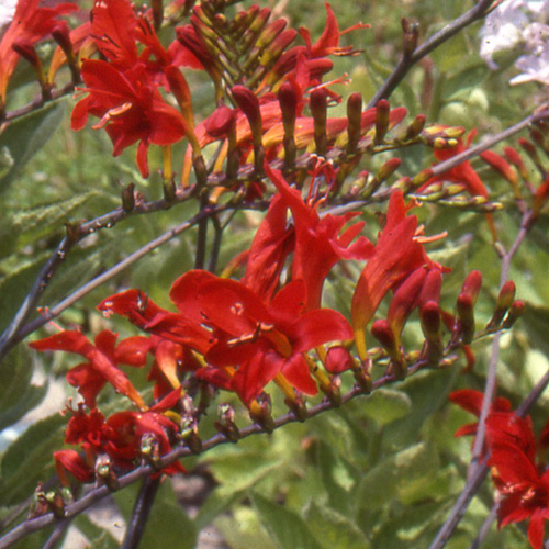 CROCOSMIA masoniorum CROCOSMIA masoniorum