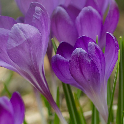CROCUS tommasinianus 'Ruby Giant' (lot de 10) CROCUS tommasinianus 'Ruby Giant' (lot de 10)