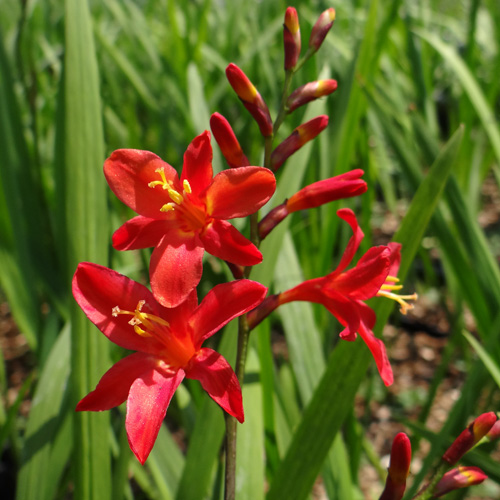CROCOSMIA 'Venus' CROCOSMIA 'Venus'