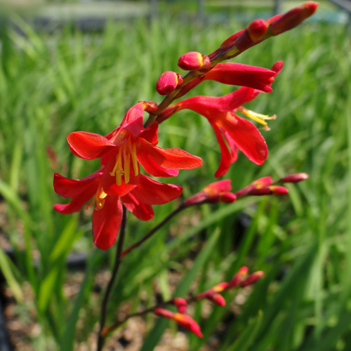 CROCOSMIA 'Venus' CROCOSMIA 'Venus'