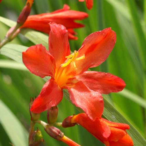 CROCOSMIA 'Venus' CROCOSMIA 'Venus'