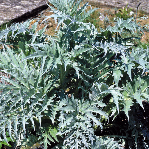 CYNARA scolymus CYNARA scolymus