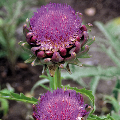 CYNARA scolymus CYNARA scolymus