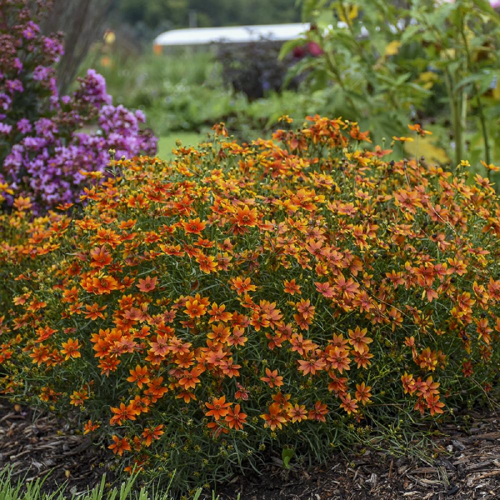 Plantes Vivaces COREOPSIS verticillata 'Crazy Cayenne' - Coreopsis  verticillé en vente - Pépinière Lepage