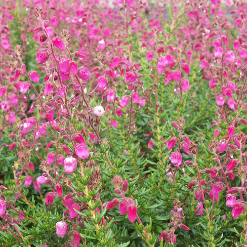 DABOECIA cantabrica 'Arielle' DABOECIA cantabrica 'Arielle'
