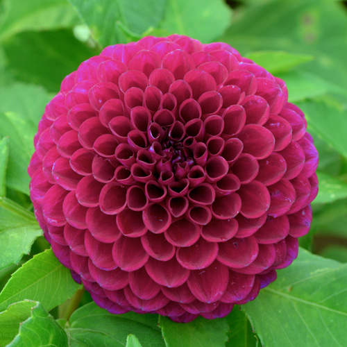 Bulbes DAHLIA 'Amira' - Dahlia boule en vente - Pépinière Lepage