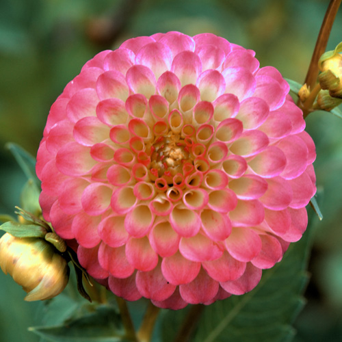 DAHLIA 'Atoll' DAHLIA 'Atoll'