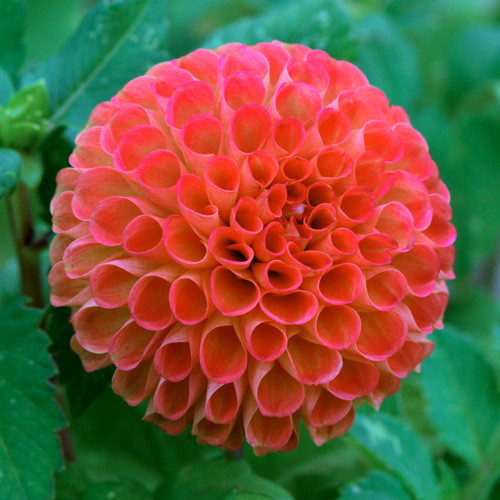 DAHLIA 'Bantling' DAHLIA 'Bantling'
