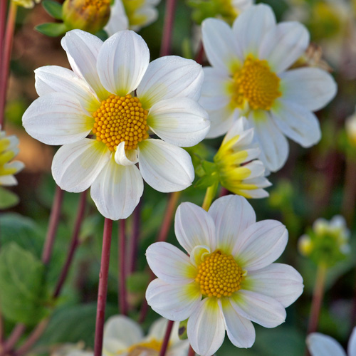 Bulbes DAHLIA 'Blanc' - Dahlia topmix en vente - Pépinière Lepage