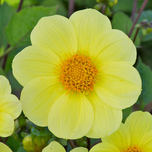 DAHLIA 'Cadre Jaune' DAHLIA 'Cadre Jaune'