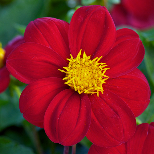 DAHLIA 'Chaperon Rouge' DAHLIA 'Chaperon Rouge'
