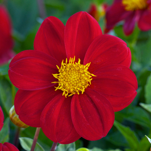 DAHLIA 'Chaperon Rouge' DAHLIA 'Chaperon Rouge'