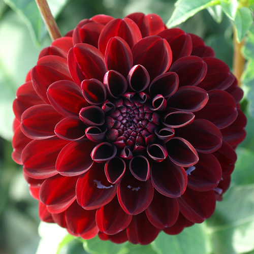 DAHLIA 'Dark Spirit' DAHLIA 'Dark Spirit'