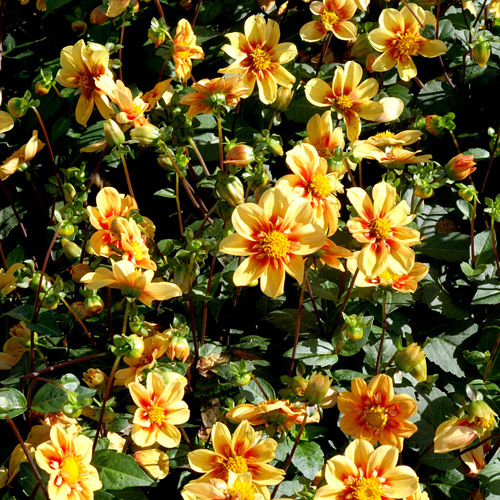 DAHLIA 'Esther' DAHLIA 'Esther'