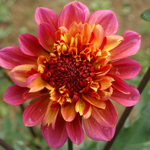 DAHLIA 'Floorinoor' DAHLIA 'Floorinoor'