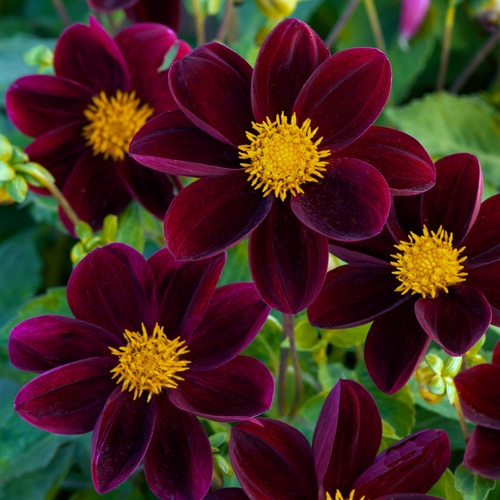 DAHLIA 'Mascara' DAHLIA 'Mascara'