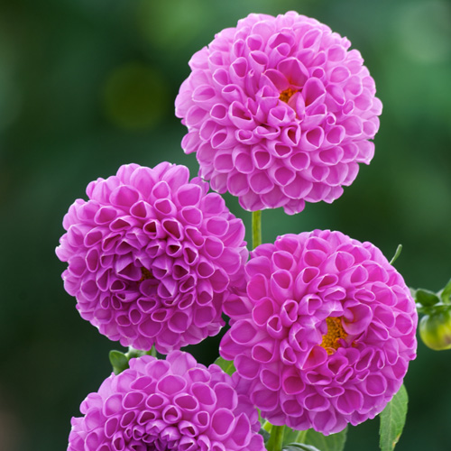 DAHLIA 'Ma Mère Grand' DAHLIA 'Ma Mère Grand'