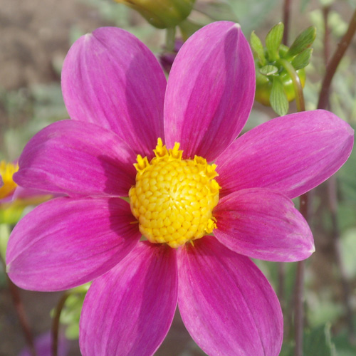 DAHLIA 'Mies' DAHLIA 'Mies'