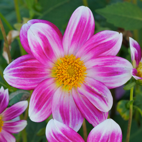 DAHLIA 'Petit Coquin' DAHLIA 'Petit Coquin'