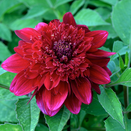 DAHLIA 'Pow Wow' DAHLIA 'Pow Wow'