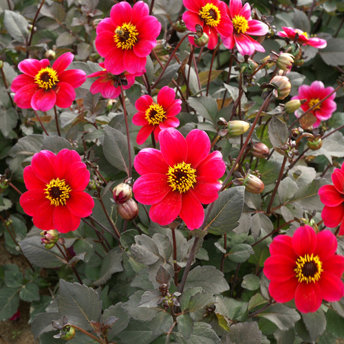 DAHLIA 'Roxy' DAHLIA 'Roxy'