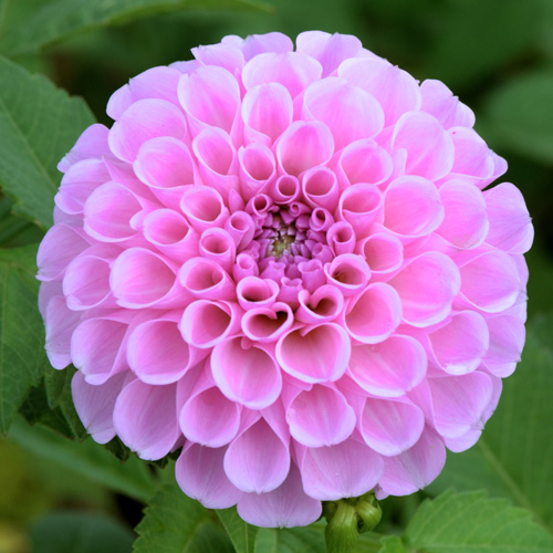 DAHLIA 'S De Berlin' DAHLIA 'S De Berlin'