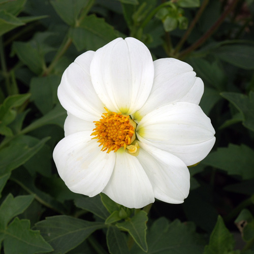 DAHLIA 'Sneezy' DAHLIA 'Sneezy'
