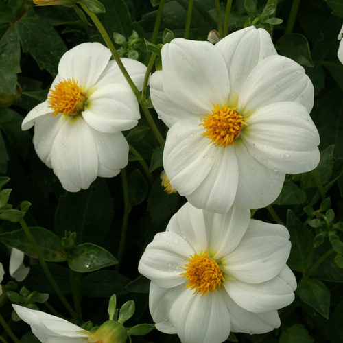 DAHLIA 'Sneezy' DAHLIA 'Sneezy'