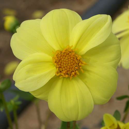 DAHLIA 'Sneezy Yellow' DAHLIA 'Sneezy Yellow'