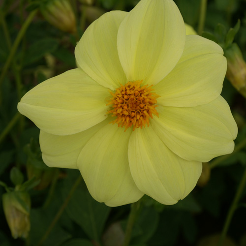 DAHLIA 'Sneezy Yellow' DAHLIA 'Sneezy Yellow'