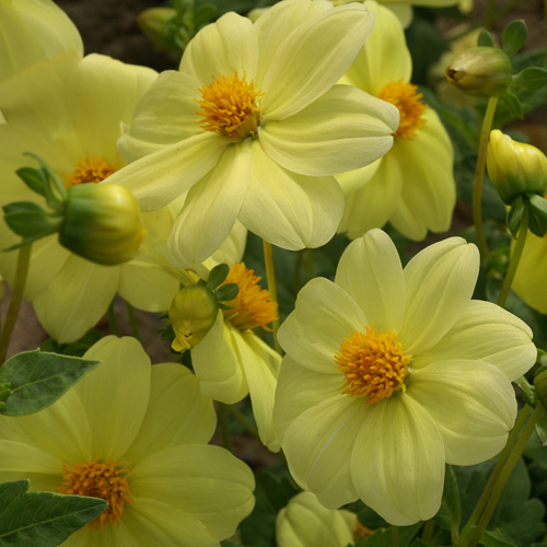 DAHLIA 'Sneezy Yellow' DAHLIA 'Sneezy Yellow'