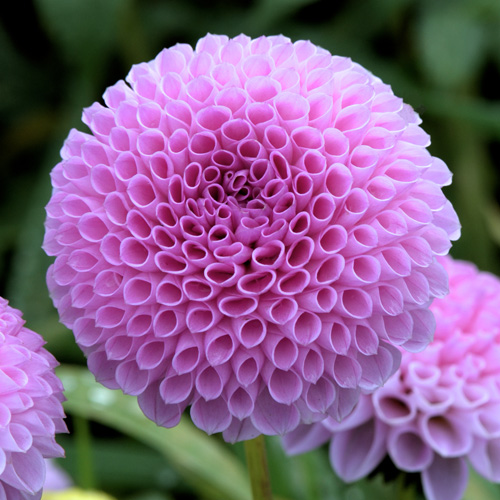 Bulbes DAHLIA 'Themis' - Dahlia pompon en vente - Pépinière Lepage