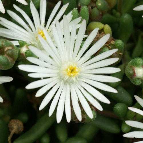 DELOSPERMA 'Graaf Reinet' DELOSPERMA 'Graaf Reinet'