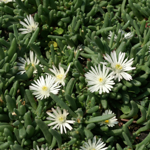 DELOSPERMA 'Graaf Reinet' DELOSPERMA 'Graaf Reinet'
