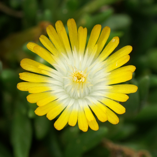 DELOSPERMA 'Jewel of Desert Peridott' ® DELOSPERMA 'Jewel of Desert Peridott' ®