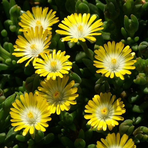 DELOSPERMA 'Jewel of Desert Peridott' ® DELOSPERMA 'Jewel of Desert Peridott' ®