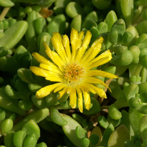 DELOSPERMA nubigenum DELOSPERMA nubigenum