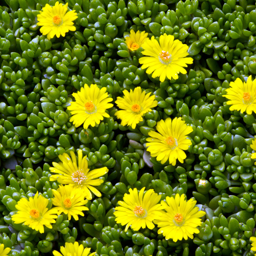 DELOSPERMA nubigenum DELOSPERMA nubigenum