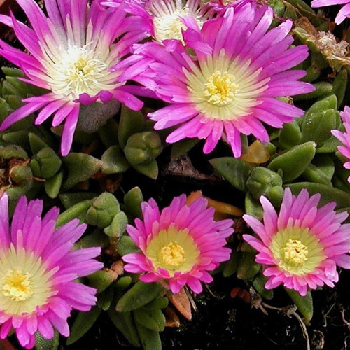 DELOSPERMA sutherlandii DELOSPERMA sutherlandii