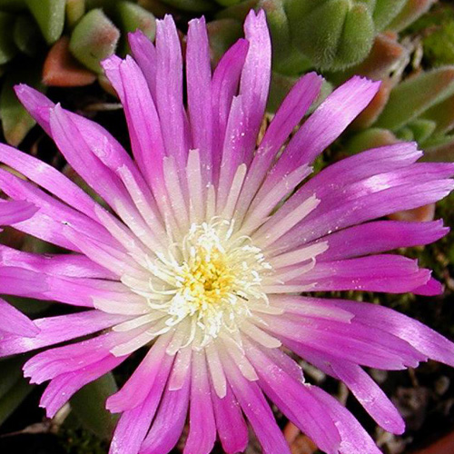 DELOSPERMA sutherlandii DELOSPERMA sutherlandii