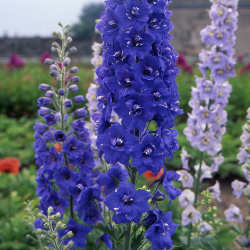 DELPHINIUM 'Blue Bird' (Pacific Giant Group) DELPHINIUM 'Blue Bird' (Pacific Giant Group)