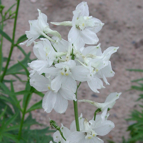 DELPHINIUM 'Casa Blanca' (Belladonna Group) DELPHINIUM 'Casa Blanca' (Belladonna Group)